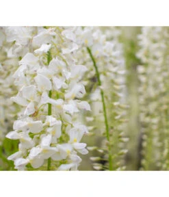 Chinesischer Blauregen -Geschäft Für Pflanzensamenbedarf 7542905 PR DE 001 WisteriaBlauregenWeissPixabay