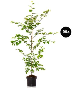 15 Meter Rotbuche, 60 X Ca. 125-150 Cm