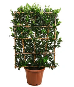 Liguster 'Texanum', Ca. 150-160 Cm