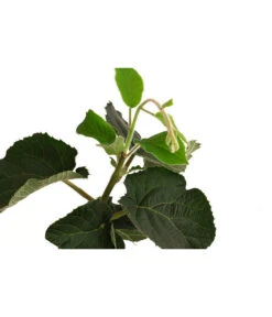 Kiwi 'Solo' -Geschäft Für Pflanzensamenbedarf 7600448 WE DE 001 KiwiSolo