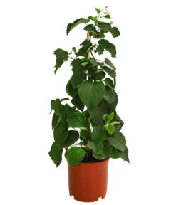 Kiwi 'Solo' -Geschäft Für Pflanzensamenbedarf 7600448 WE FS 001 KiwiSolo