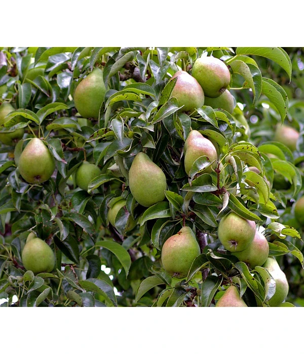 Winterbirne 'Alexander Lucas' 3 Winterbirne 'Alexander Lucas'