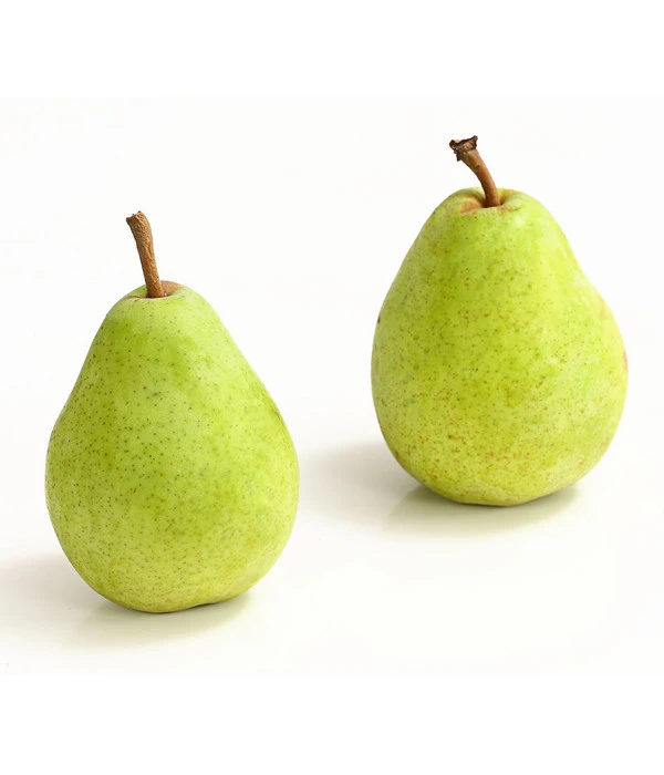 Winterbirne 'Alexander Lucas' 5 Winterbirne 'Alexander Lucas' – Bild 3