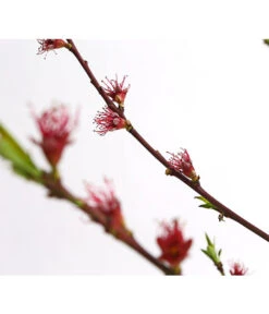 Dehner Pfirsich 'Benedicte' 9 Dehner Pfirsich 'Benedicte' -Geschäft Für Pflanzensamenbedarf 7611155 WE DE 001 PfirsichBenedicteDehnerExpressHerzig