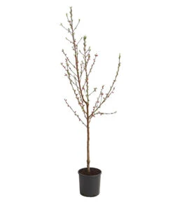 Dehner Pfirsich 'Benedicte' 8 Dehner Pfirsich 'Benedicte' -Geschäft Für Pflanzensamenbedarf 7611155 WE FS 001 PfirsichBenedicteDehnerExpressHerzig