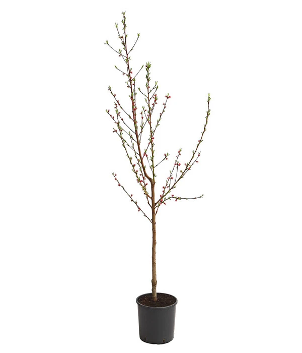 Dehner Pfirsich 'Benedicte' 4 Dehner Pfirsich 'Benedicte' – Bild 2