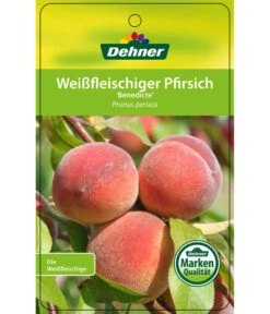 Dehner Pfirsich 'Benedicte' 10 Dehner Pfirsich 'Benedicte' -Geschäft Für Pflanzensamenbedarf 7611155 WeissfleischigerPfirsichBenedicte Etikett 1
