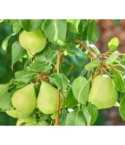 Zwergbirne 'Luisa' -Geschäft Für Pflanzensamenbedarf 7611999 WE DE 003 PyrusZwergbirneBirnePixabay