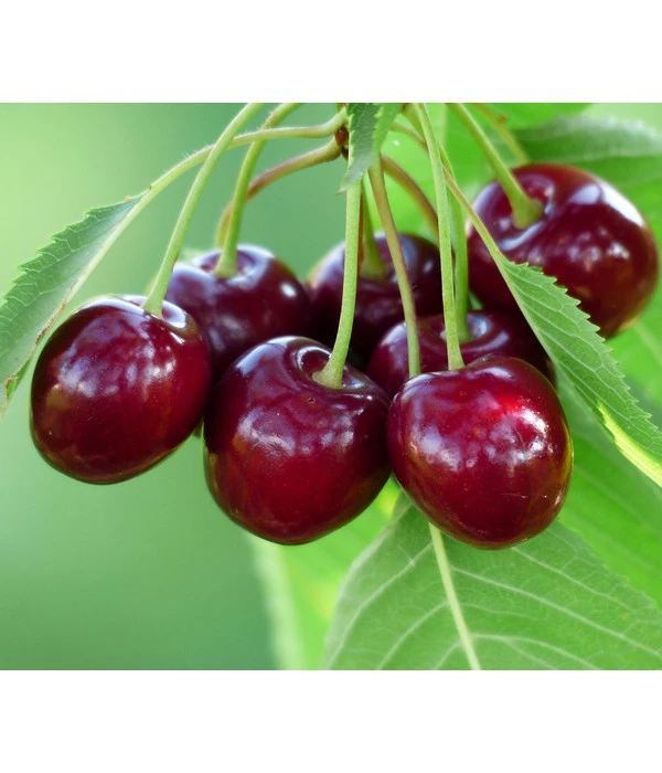 Bio Süßkirsche 'Sunburst' 3 Bio Süßkirsche 'Sunburst'