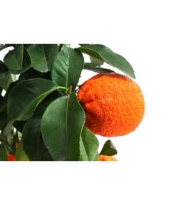 Rangpur-Limette 'Lima Rossa' 11 Rangpur-Limette 'Lima Rossa' -Geschäft Für Pflanzensamenbedarf 7622616 WE DE 001 CitrusLimaRossaSuesseLimette