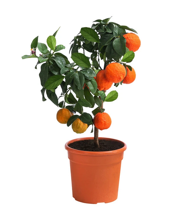 Rangpur-Limette 'Lima Rossa' 3 Rangpur-Limette 'Lima Rossa'