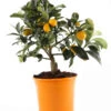 Kumquat -Geschäft Für Pflanzensamenbedarf 7623010 PR FS 002 CitrusKumquatT13Allgreen