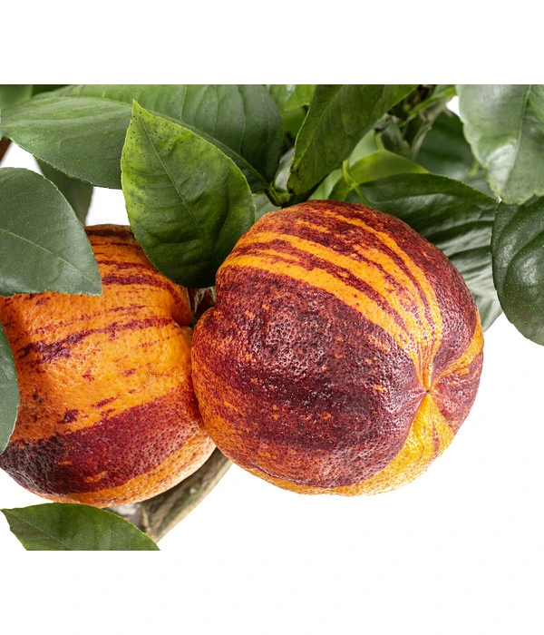 Regenbogen-Orange 'Acrobal' 6 Regenbogen-Orange 'Acrobal' – Bild 4