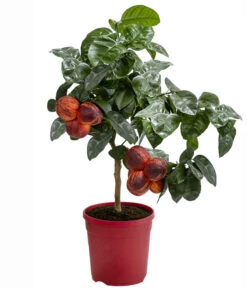 Regenbogen-Orange 'Acrobal' 8 Regenbogen-Orange 'Acrobal' -Geschäft Für Pflanzensamenbedarf 7623044 WE FS 001 CitrusRegenbogenorangeArcobalT20