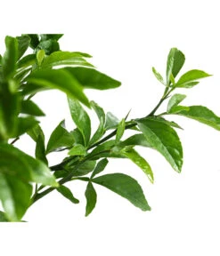 Winterharte Zitrone -Geschäft Für Pflanzensamenbedarf 7623069 WE DE 002 CitrusPoncirusWinterharteZitroneT20