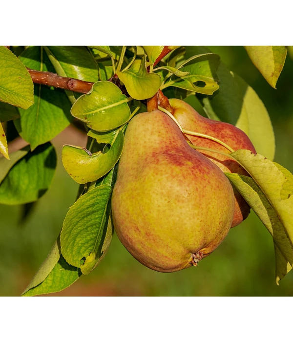 Sommerbirne 'Clapps Liebling' 3 Sommerbirne 'Clapps Liebling'