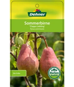 Sommerbirne 'Clapps Liebling' 6 Sommerbirne 'Clapps Liebling' -Geschäft Für Pflanzensamenbedarf 7625494 SommerbirneClappsLiebling Etikett 1