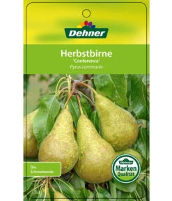 Herbstbirne 'Conference' -Geschäft Für Pflanzensamenbedarf 7625908 HerbstbirneConference Etikett 1