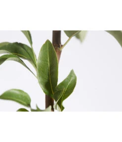 Herbstbirne 'Conference' -Geschäft Für Pflanzensamenbedarf 7625908 PR DE 001 BirneConferencePyrusBusch95LiterDehnerExpressZS