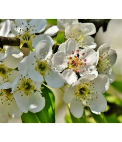 Herbstbirne 'Conference' -Geschäft Für Pflanzensamenbedarf 7625908 PR DE 003 PyrusBirneConferenceBluetePixabay