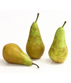Herbstbirne 'Conference' -Geschäft Für Pflanzensamenbedarf 7625908 WE DE 005 BirneConferenceDehnerExpressHerzig