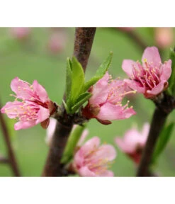 Nektarine 'Crimson Gold' -Geschäft Für Pflanzensamenbedarf 7626005 PR DE 002 PrunusNektarineCrimsonGoldBluetePixabay