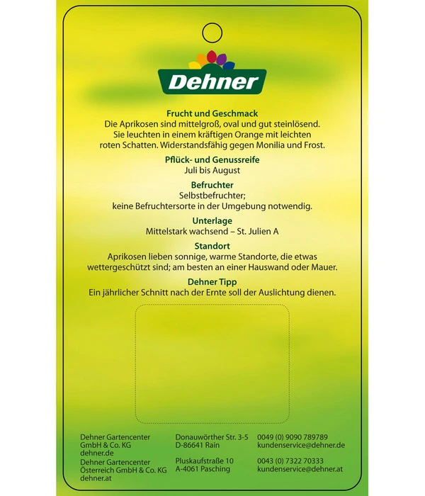 Aprikose 'Compacta' 6 Aprikose 'Compacta' – Bild 4