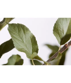 Winterapfel 'Cox Orange' 9 Winterapfel 'Cox Orange' -Geschäft Für Pflanzensamenbedarf 7626518 PR DE 001 ApfelCoxOrangeMalusBusch95LiterDehnerExpressZS