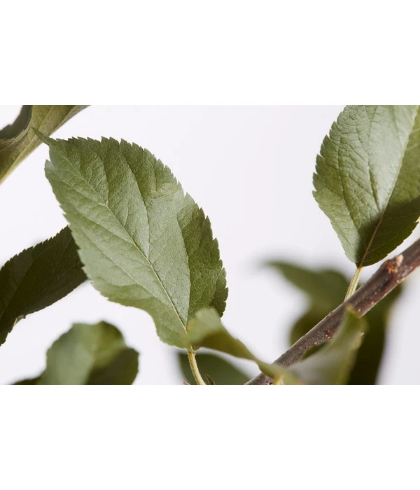 Winterapfel 'Cox Orange' 6 Winterapfel 'Cox Orange' – Bild 4