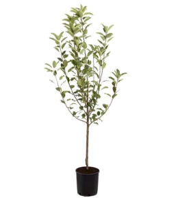 Winterapfel 'Cox Orange' 8 Winterapfel 'Cox Orange' -Geschäft Für Pflanzensamenbedarf 7626518 PR FS 001 ApfelCoxOrangeMalusBusch95LiterDehnerExpressZS