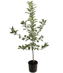 Winterapfel 'Ecolette' (S) 5 Winterapfel 'Ecolette' (S) -Geschäft Für Pflanzensamenbedarf 7639016 PR FS 001 MalusApfelEcoletteDehnerExpressHerzig