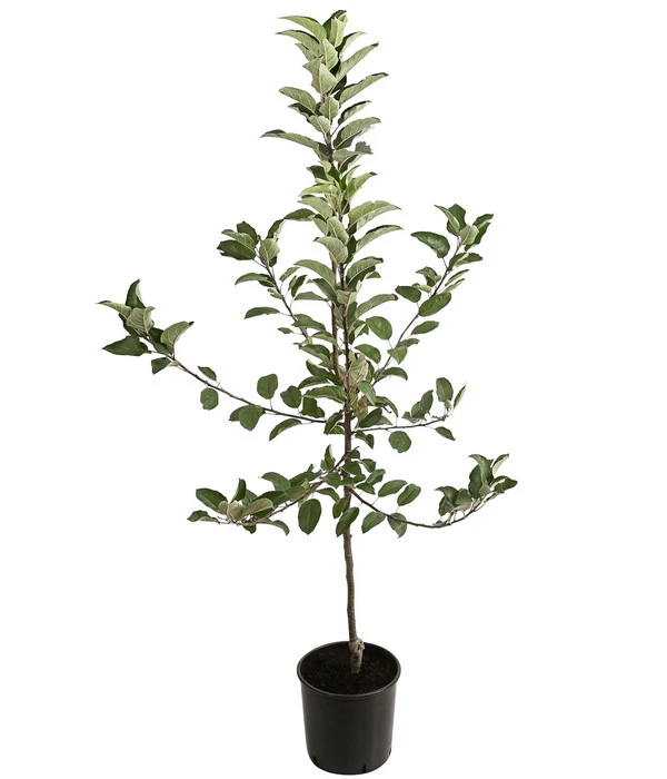 Winterapfel 'Ecolette' (S) 4 Winterapfel 'Ecolette' (S) – Bild 2