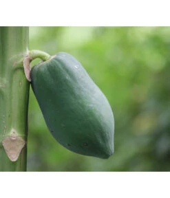 Papaya 7 Papaya -Geschäft Für Pflanzensamenbedarf 7641301 WE DE 001 CaricaPapaya