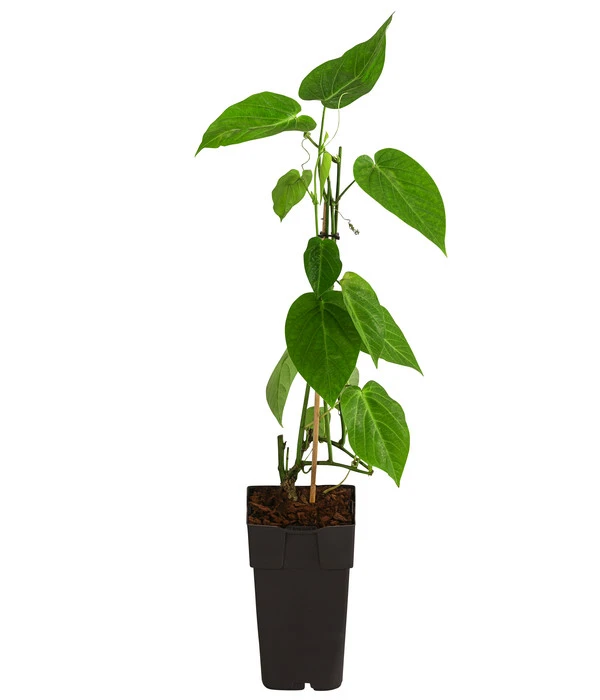 Süße Granadilla 4 Süße Granadilla – Bild 2