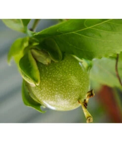 Süße Granadilla 7 Süße Granadilla -Geschäft Für Pflanzensamenbedarf 7641319 WE MO 001 SuesseGrenadilleExoten