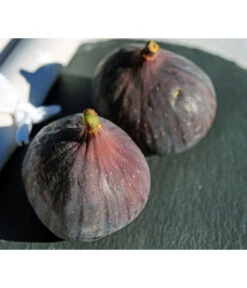 Feige 'Brown Turkey'