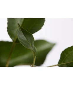 Herbstapfel 'Gala' -Geschäft Für Pflanzensamenbedarf 7645880 PR DE 001 ApfelGalaBuschMalus95LiterDehnerExpressZS