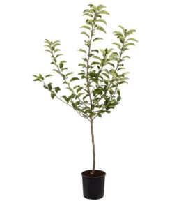 Herbstapfel 'Gala' -Geschäft Für Pflanzensamenbedarf 7645880 PR FS 001 ApfelGalaBuschMalus95LiterDehnerExpressZS