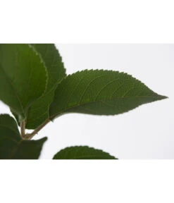 Winterapfel 'Goldparmäne' 11 Winterapfel 'Goldparmäne' -Geschäft Für Pflanzensamenbedarf 7654999 PR DE 001 ApfelGoldparmaeneMalusBusch95LiteDehnerExpressZS