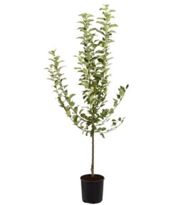 Winterapfel 'Goldparmäne' 10 Winterapfel 'Goldparmäne' -Geschäft Für Pflanzensamenbedarf 7654999 PR FS 001 ApfelGoldparmaeneMalusBusch95LiteDehnerExpressZS
