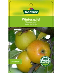 Winterapfel 'Goldparmäne' 12 Winterapfel 'Goldparmäne' -Geschäft Für Pflanzensamenbedarf 7654999 WinterapfelGoldparmaere Etikett 1