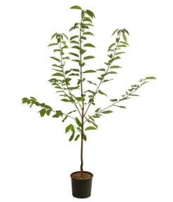 Süßkirsche 'Große Prinzessin' -Geschäft Für Pflanzensamenbedarf 7657570 WE FS 001 PrunusKirscheGrossePrinzessin