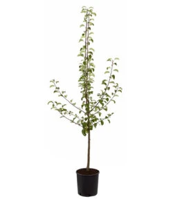 Sommerbirne 'Gute Luise' -Geschäft Für Pflanzensamenbedarf 7658578 PR FS 001 BirneGuteLuisePyrusBusch95LiterDehnerExpressZS