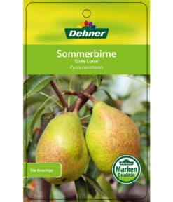 Sommerbirne 'Gute Luise' -Geschäft Für Pflanzensamenbedarf 7658578 SommerbirneGuteLuise Etikett 1