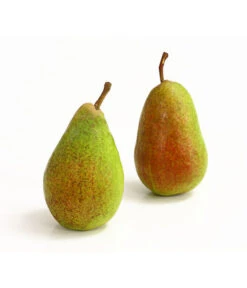 Sommerbirne 'Gute Luise' -Geschäft Für Pflanzensamenbedarf 7658578 WE DE 005 BirneGuteLuiseDehnerExpressHerzig