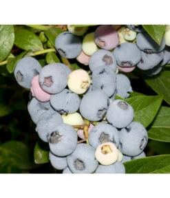 Heidelbeere 'Elliot'