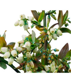 Heidelbeere 'Goldtraube' -Geschäft Für Pflanzensamenbedarf 7665318 PR DE 002 HeidelbeereGoldtraubeHeidelbeereGoldtraubeBusch