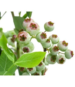 Heidelbeere 'Goldtraube' -Geschäft Für Pflanzensamenbedarf 7665318 WE DE 003 VacciniumHeidelbeereGoldtraube3L