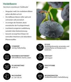 Heidelbeere 'Goldtraube' -Geschäft Für Pflanzensamenbedarf 7665318 WE IG 001 HeidelbeereVacciniumcorymbosumGoldtraube