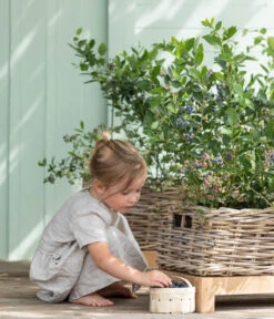 Heidelbeere 'Goldtraube' -Geschäft Für Pflanzensamenbedarf 7665318 WE MO 001 HeidelbeereGoldtraube